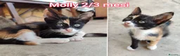 Altre razze gatti in regalo: GATTINI ABBANDONATI: URGENTE  a Città Metropolitana di Torino - Annuncio 5