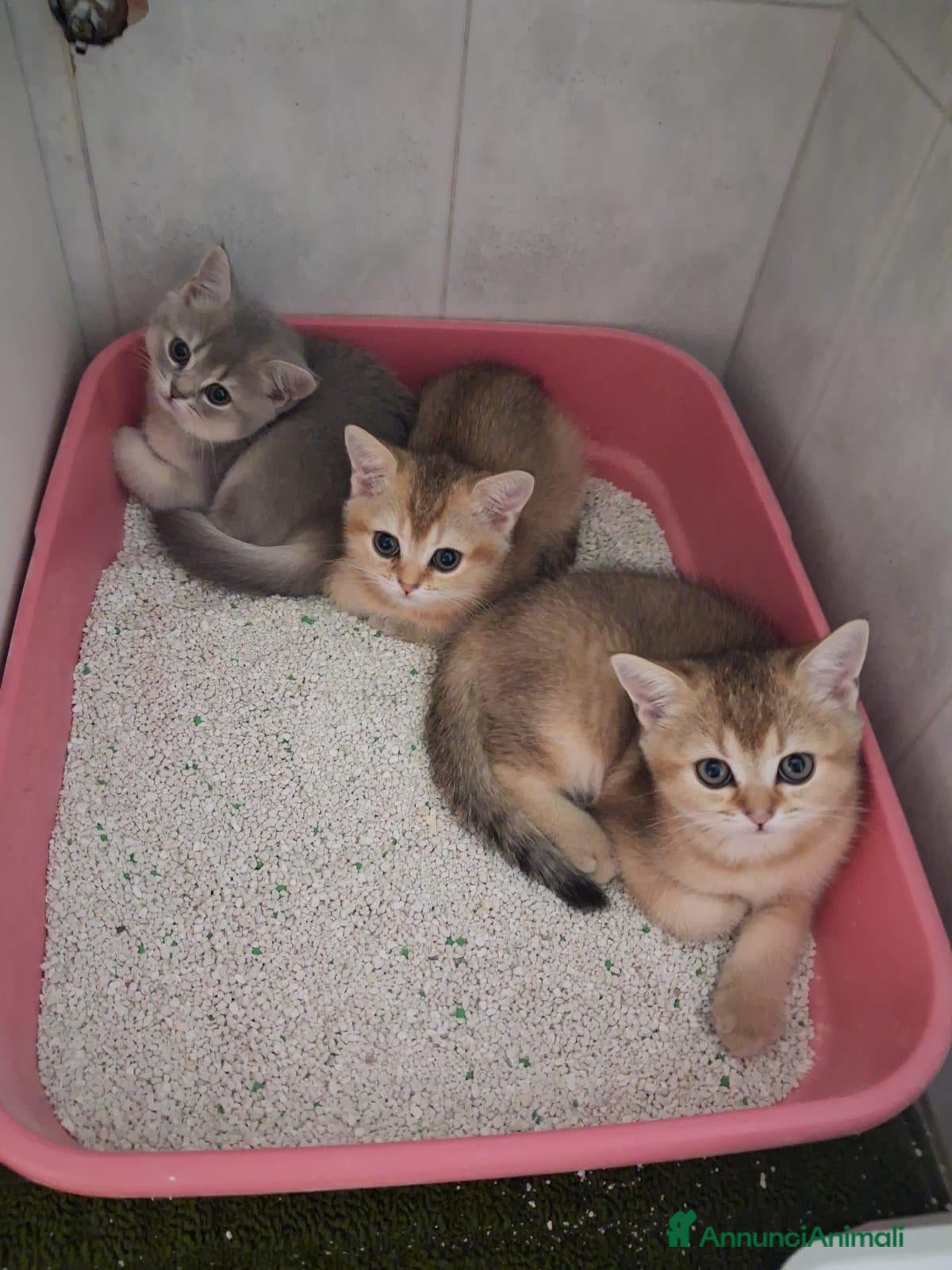 Scottish gatti Tre gattini Scottish di tre mesi pronti da subito - Annuncio 28