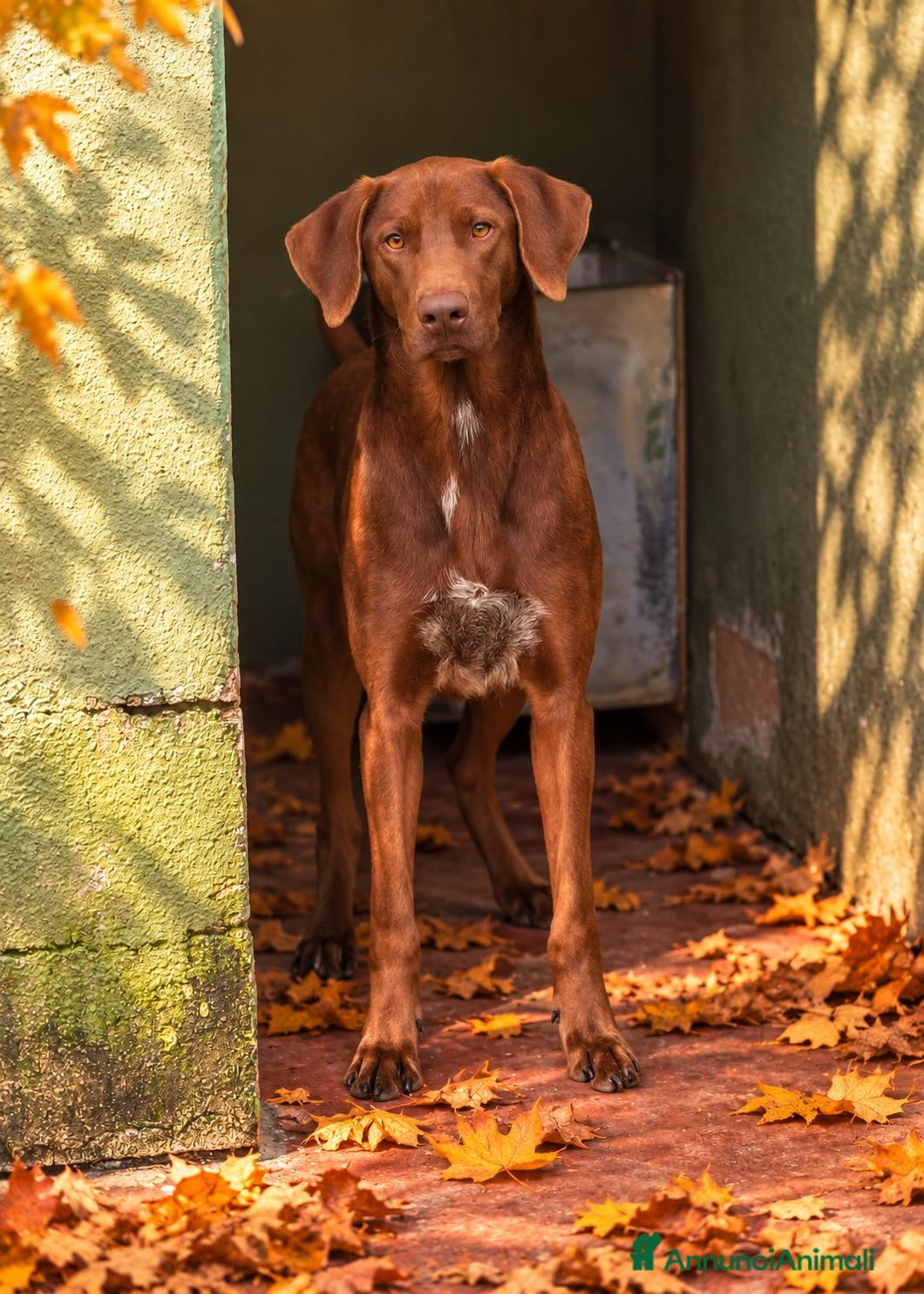 Meticcio cani Duca, incrocio bracco! (2anni) - Annuncio 34