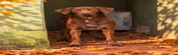 Meticcio cani in regalo: Duca, incrocio bracco! (2anni) - Annuncio 1