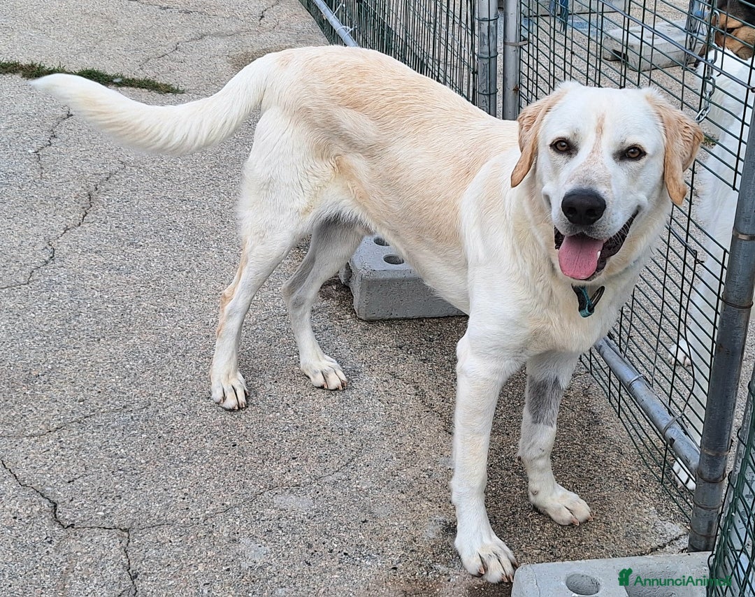 Meticcio cani in regalo: Cooper 11 mesi mix labrador  - Annuncio 7