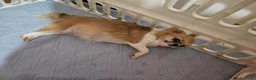 Chihuahua cani in vendita: 2 maschi e 2 femmine a pelo lungo pedigree enci  - Annuncio 1