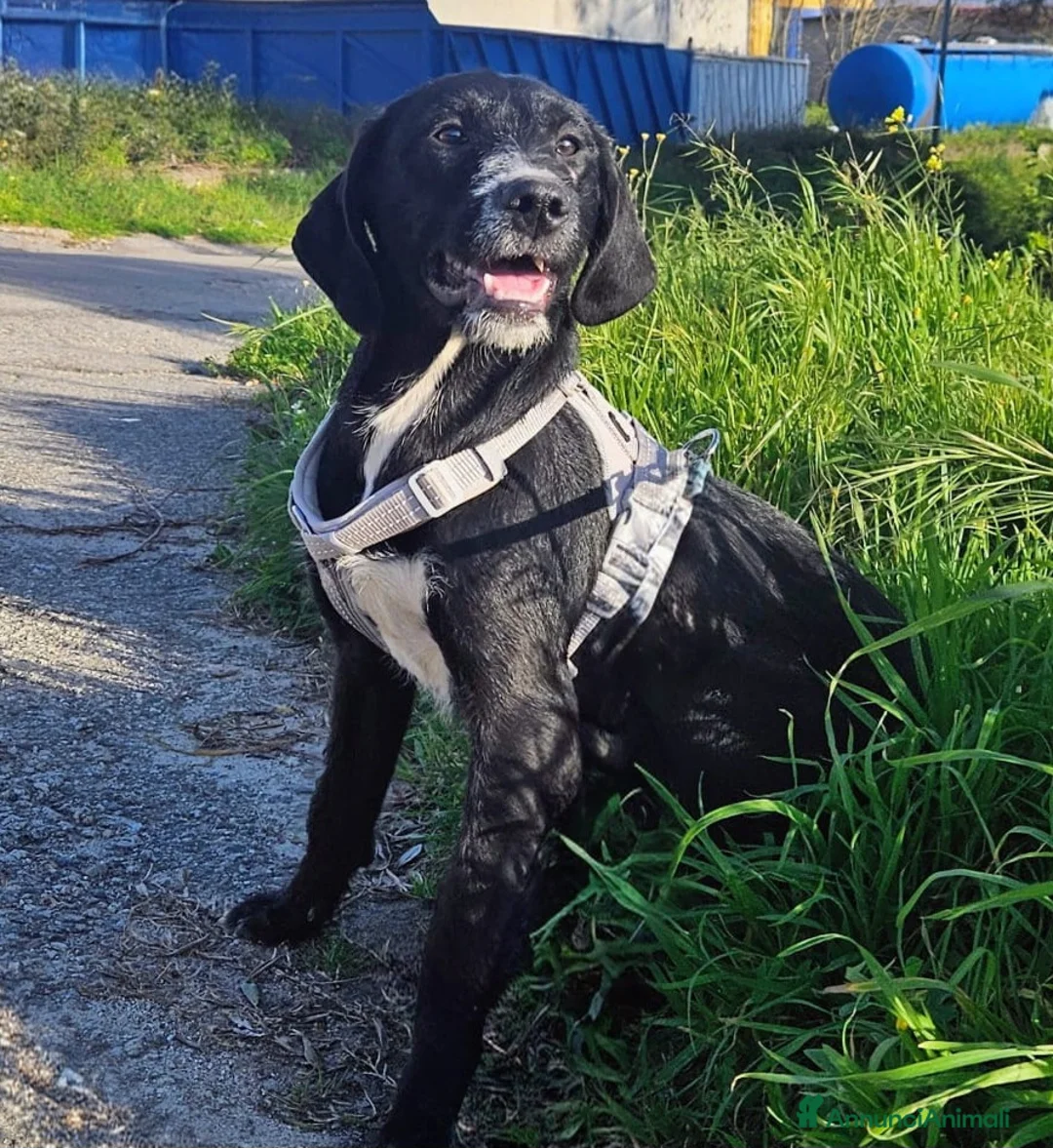 Meticcio cani in regalo: LUNA MIX SPINONCINA  - Annuncio 1