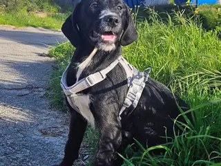 Meticcio cani LUNA MIX SPINONCINA - Annuncio 13