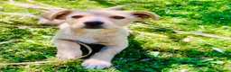 Meticcio cani in regalo: Cucciole femmine 4 mesi - Annuncio 1