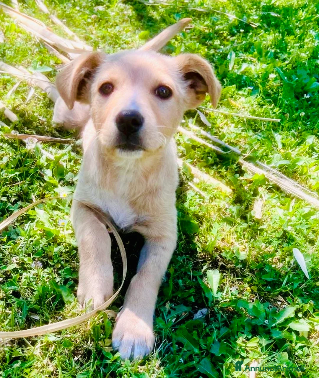 Meticcio cani in regalo: Cucciole femmine 4 mesi - Annuncio 1
