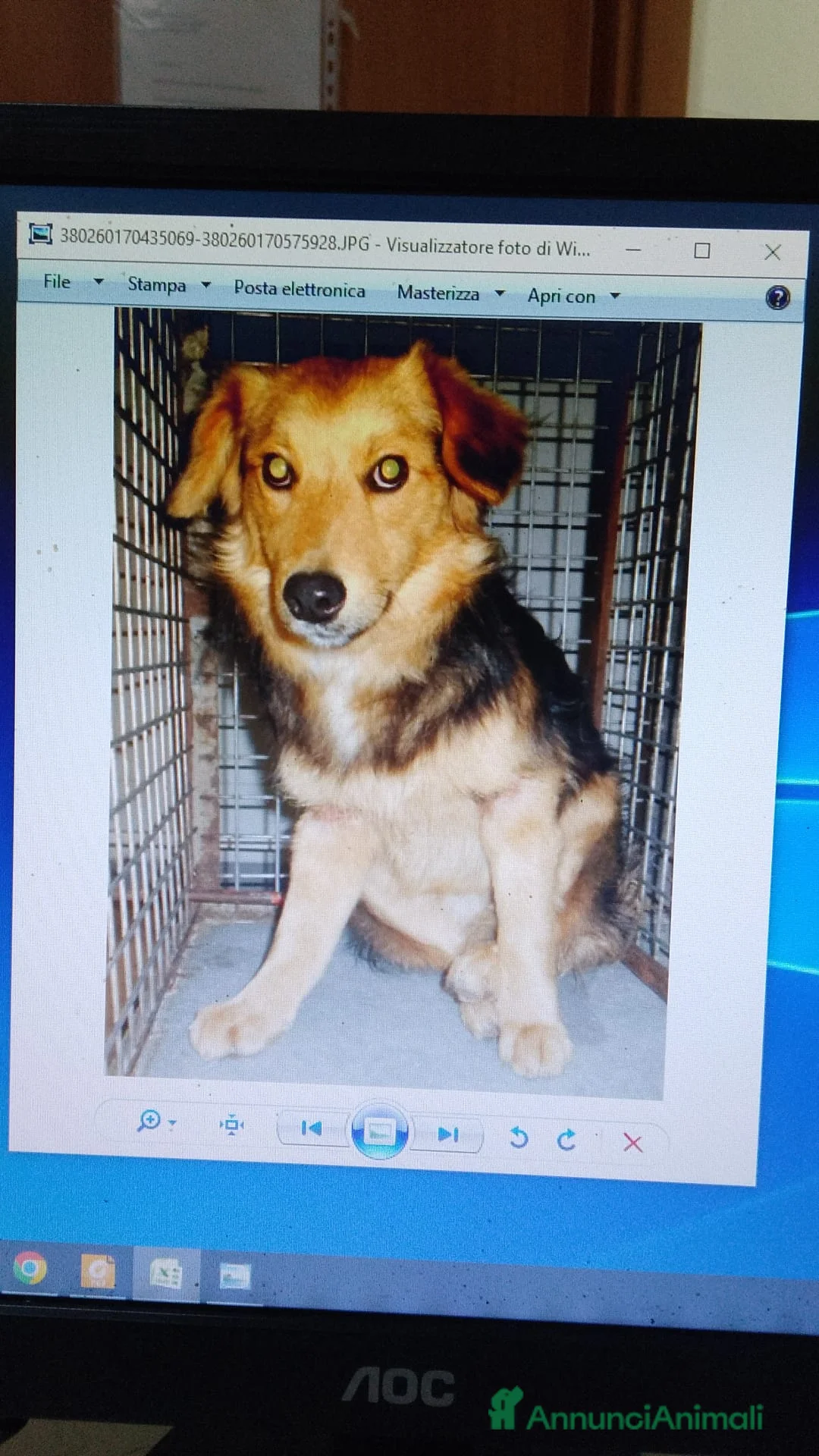 Volpino Italiano cani in regalo: Agatino in canile - Annuncio 7