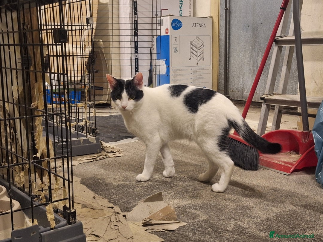 Altre razze gatti in regalo: Gatte cercano casa!!! - Annuncio 5