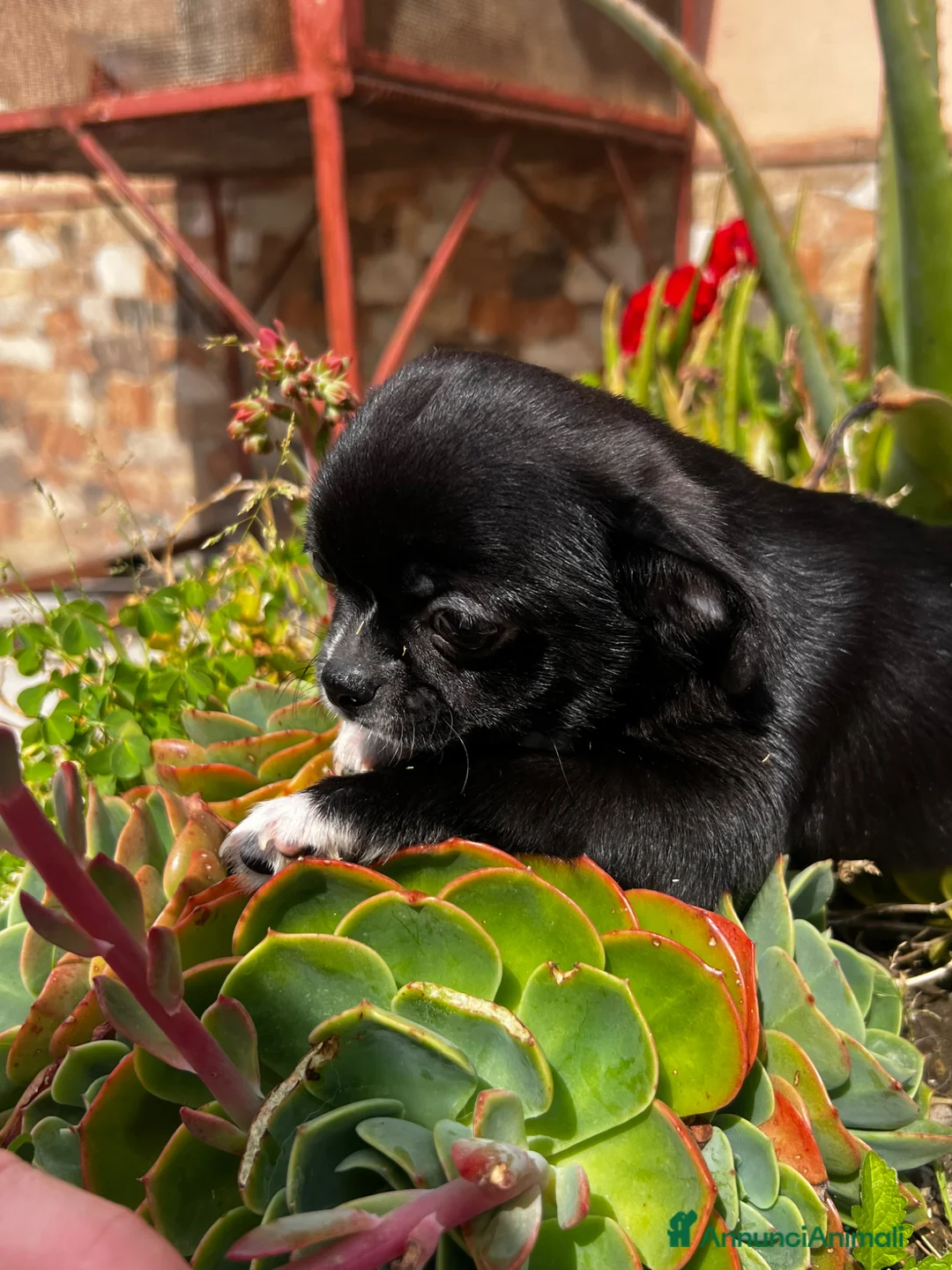 Chihuahua cani in vendita: Chihuahua - Annuncio 2