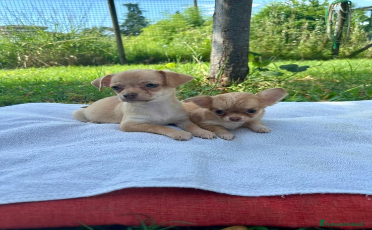 Chihuahua cani a Province of Reggio Emilia - Annuncio 2