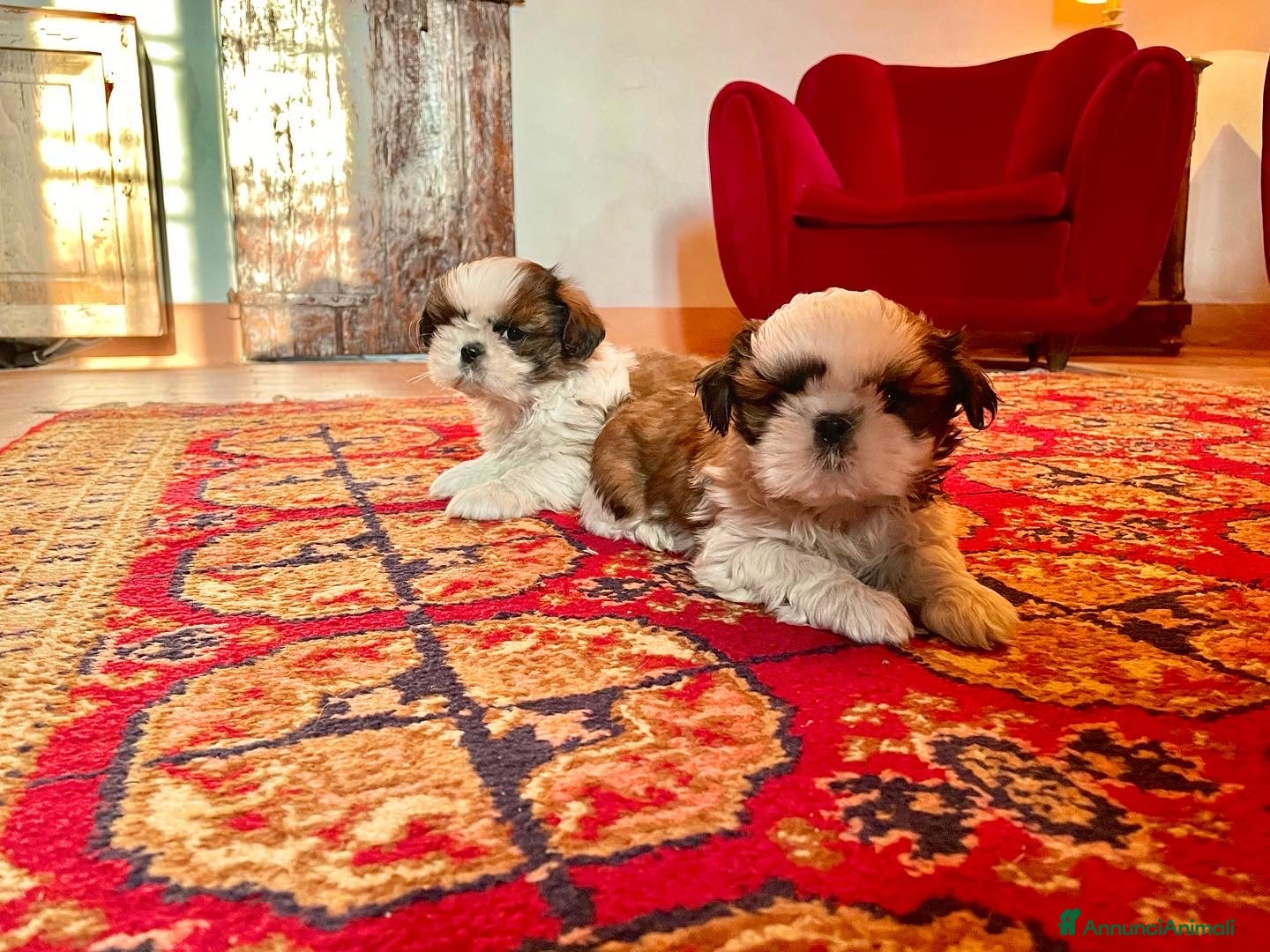 Shih Tzu cani SHIHTZU CON PEDIGREE ENCI - Annuncio 2