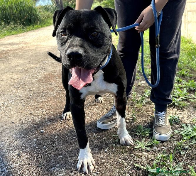 Pitbull cani Tyson 2, meraviglioso pitt - Annuncio 4