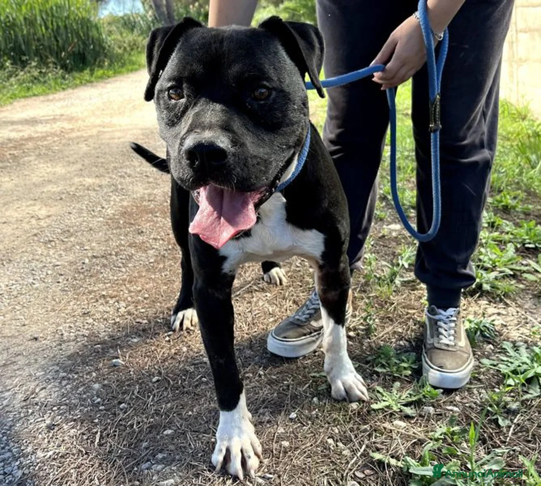 Pitbull cani in regalo: Tyson 2, meraviglioso pitt - Annuncio 1