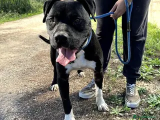 Pitbull cani Tyson 2, meraviglioso pitt - Annuncio 13