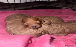 Barboncino cani in vendita: Barboncini cuccioli con pedigree Enci  a Provincia di Treviso - Immagine 4