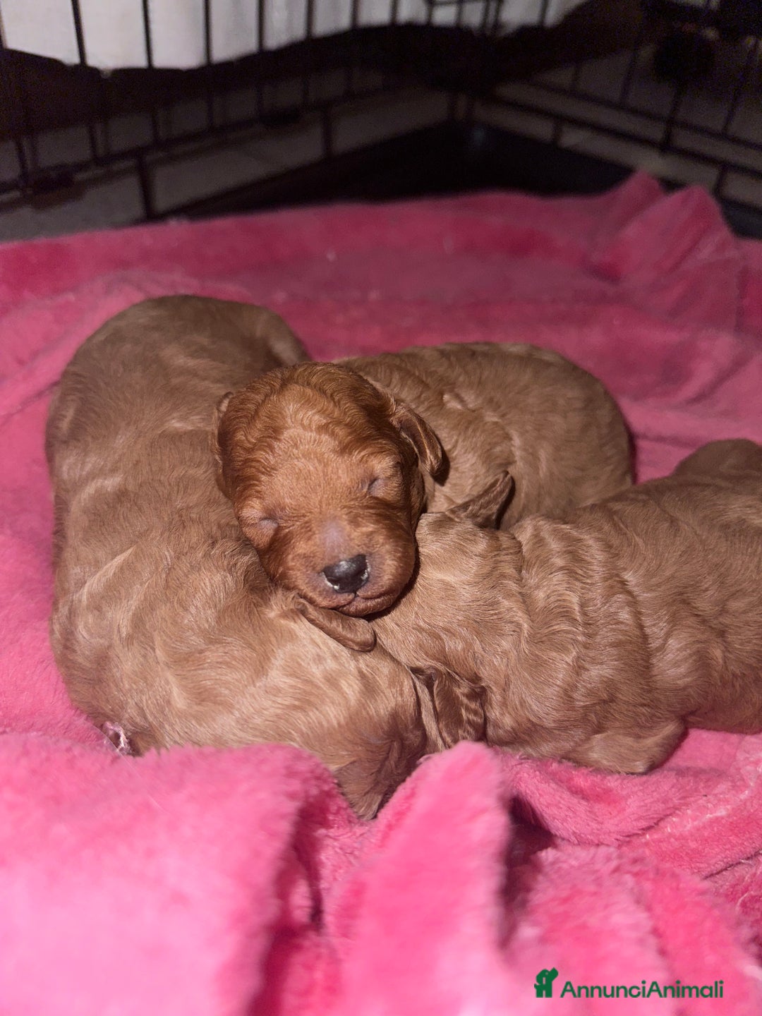Barboncino cani in vendita: Barboncini cuccioli con pedigree Enci  a Provincia di Treviso - Immagine 4