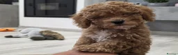 Barboncino cani in vendita: Barboncino nani red - Annuncio 7