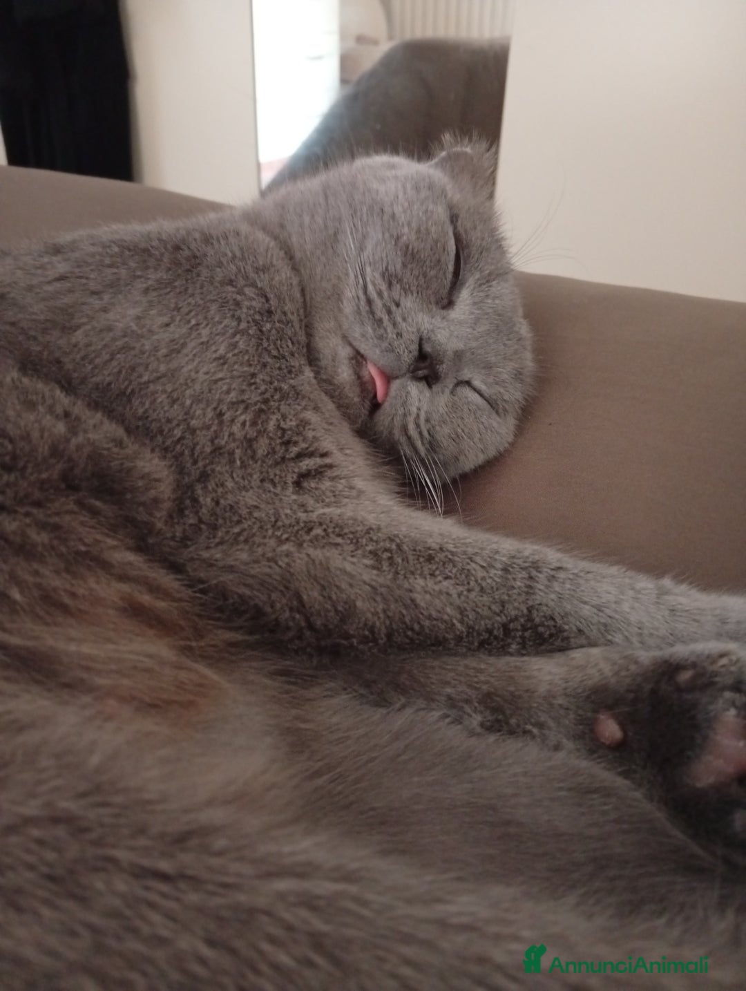 Scottish gatti in regalo: Do in adozione bellissima gattina Scotish fold Blu - Annuncio 4