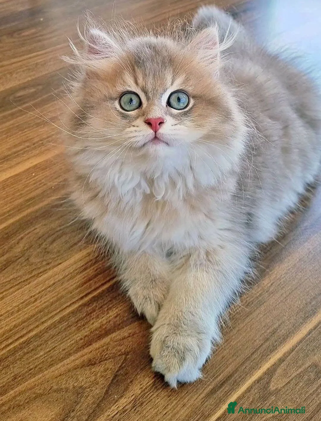 British gatti in vendita: British longhair  - Annuncio 4