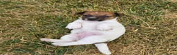 Jack Russell cani in vendita: Cuccioli di jack russell a pelo broken/liscio - Annuncio 9