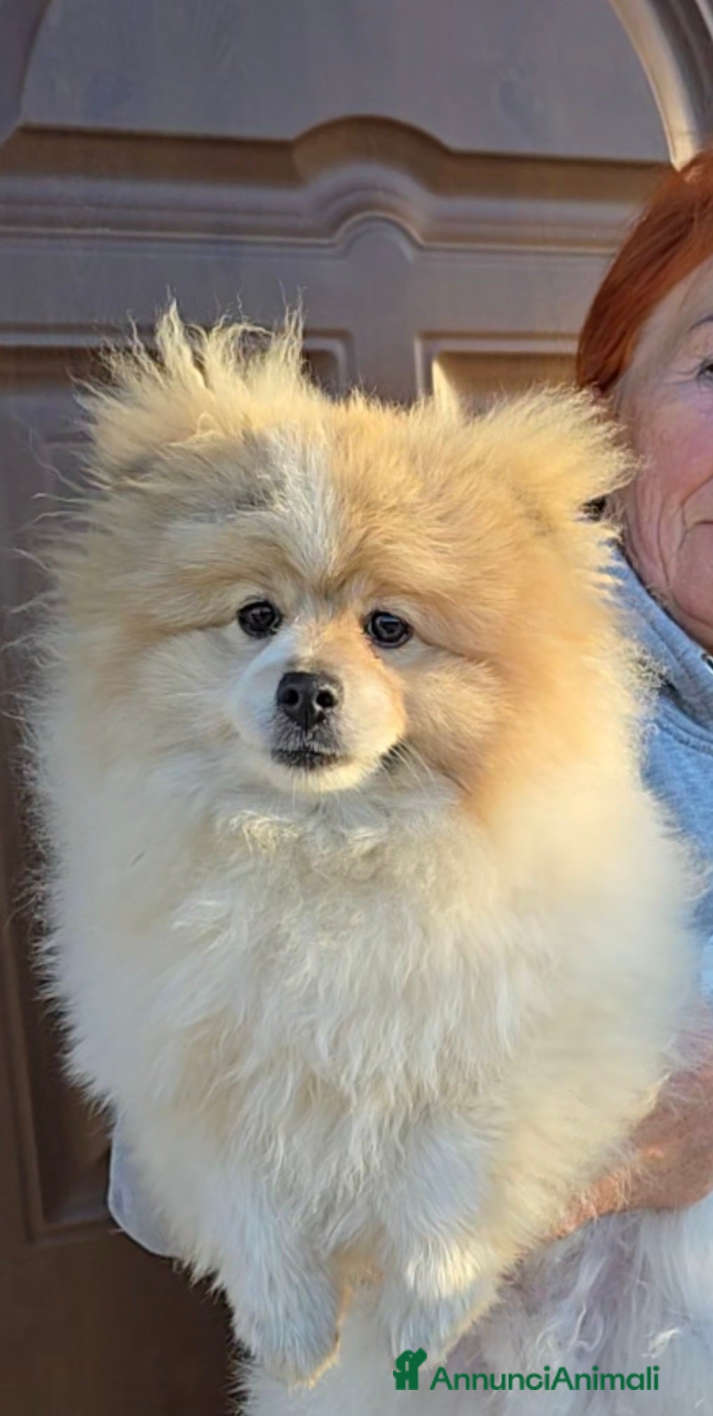 Volpino Pomerania cani Volpino di pomerania maschio - Annuncio 1