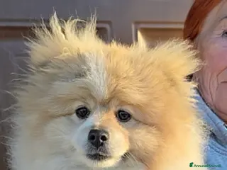 Volpino Pomerania cani Volpino di pomerania maschio - Annuncio 22