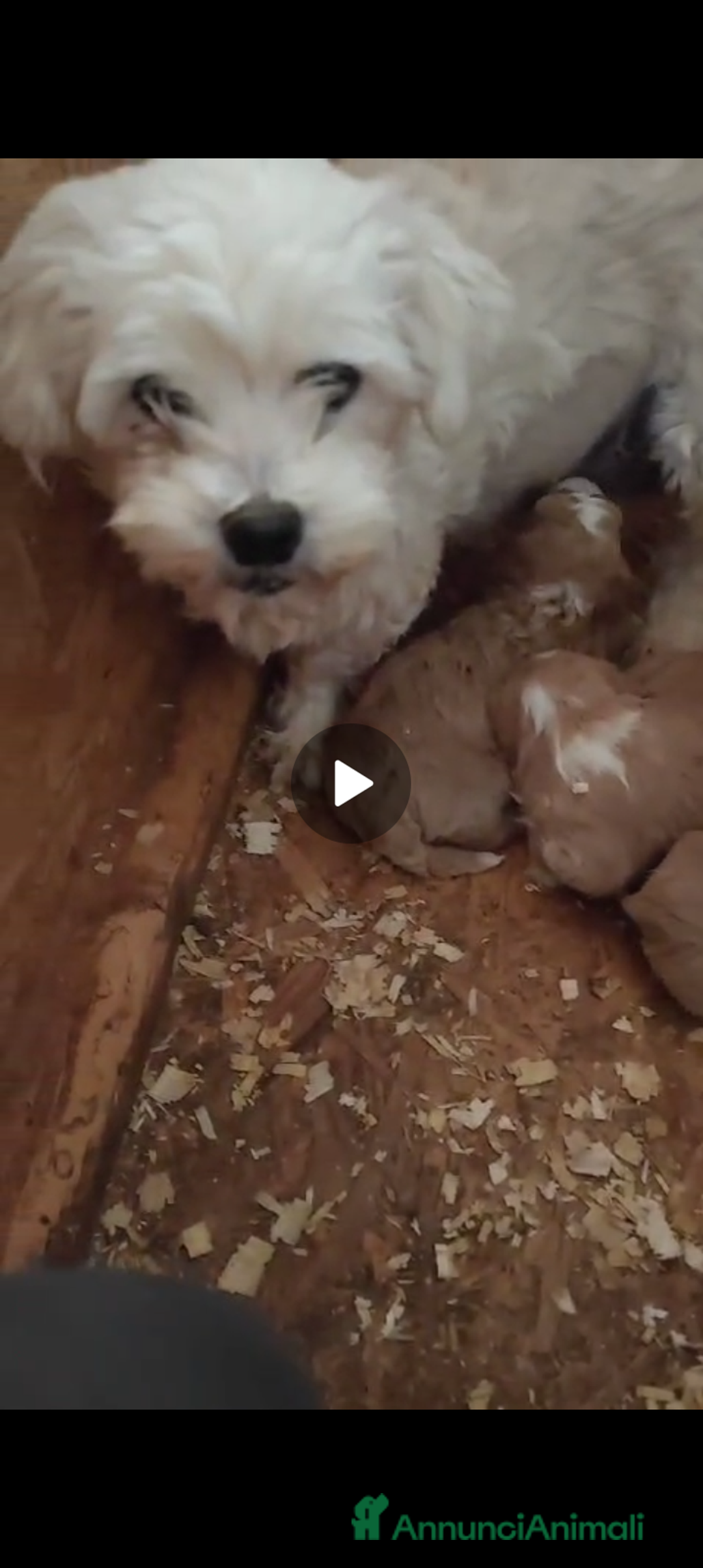 Meticcio cani in vendita: Bellissimi cuccioli Maltipoo color crema - Annuncio 6