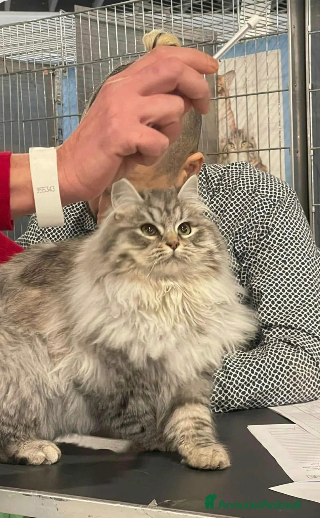 Siberiano gatti in vendita: Gattini disponibili da settembre - Annuncio 1