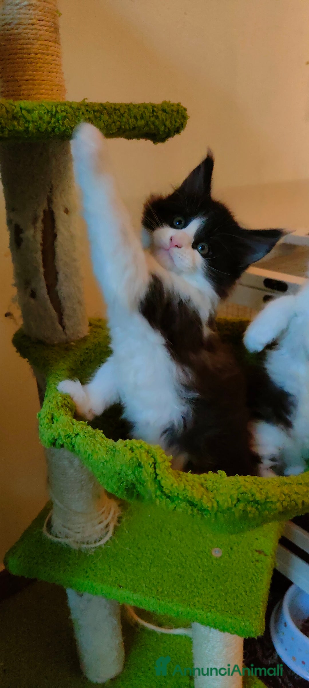 Maine Coon gatti in vendita: piccoli giganti Cattery - Annuncio 12