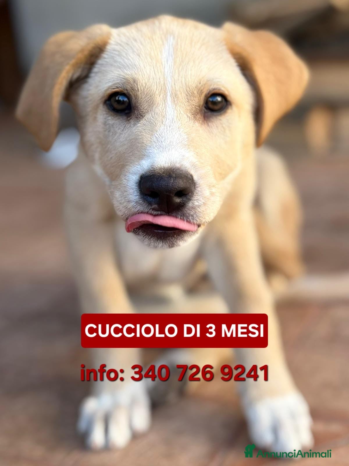 Meticcio cani WILSON 💙 - cucciolo pastore, cerca una mamma 🥺 - Annuncio 32