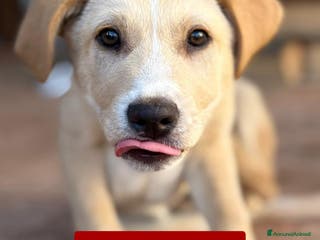 Meticcio cani WILSON 💙 - cucciolo pastore, cerca una mamma 🥺 - Annuncio 32