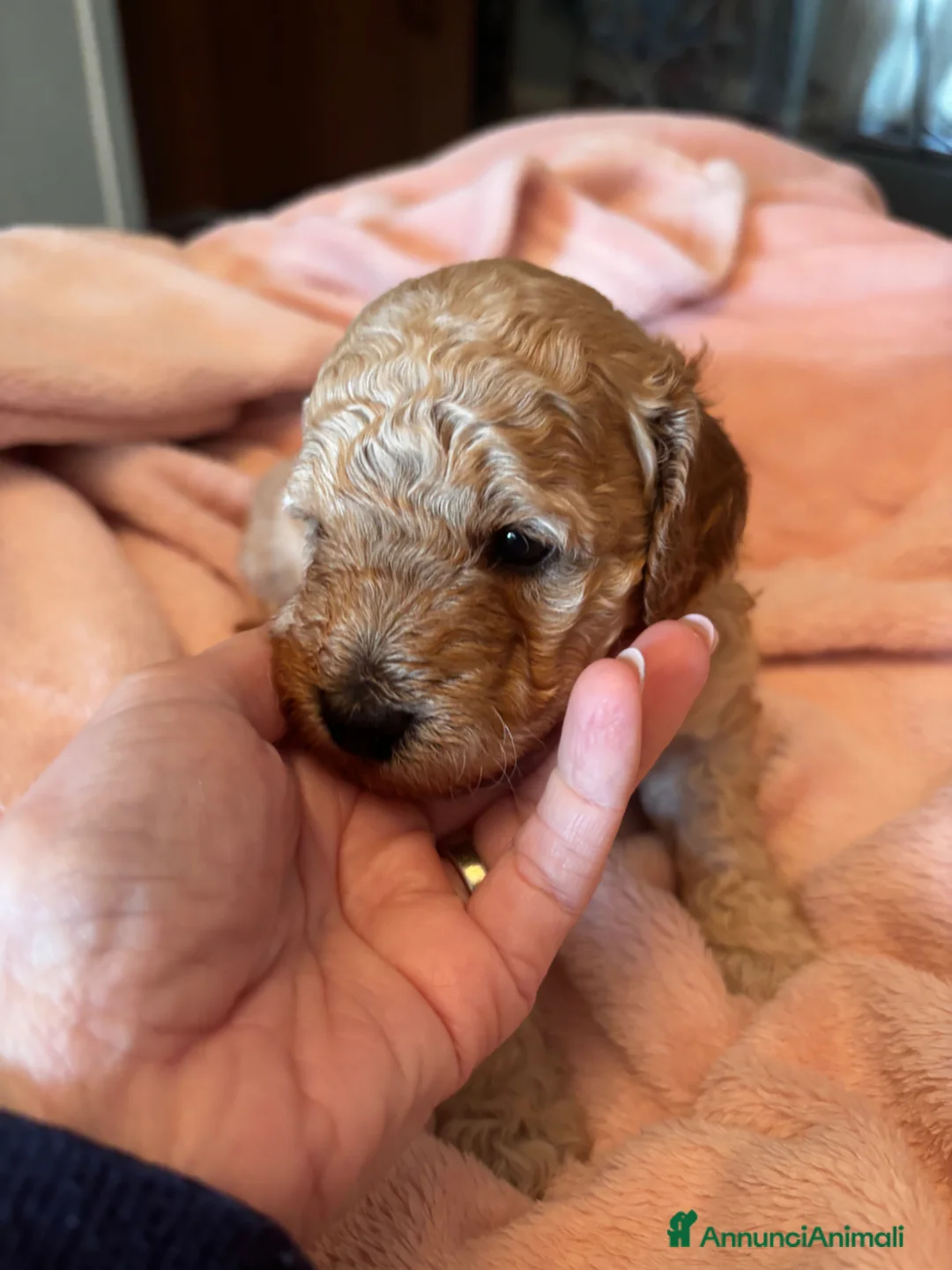 Meticcio cani in vendita: Barboncino nano/medio  - Annuncio 11