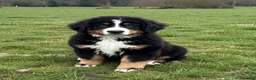 Bovaro del Bernese cani in vendita: Bovaro del Bernese cucciolo disponibile - Annuncio 1