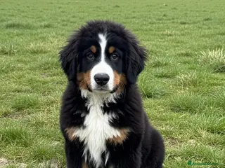 Bovaro del Bernese cani Bovaro del Bernese cucciolo disponibile - Annuncio 4