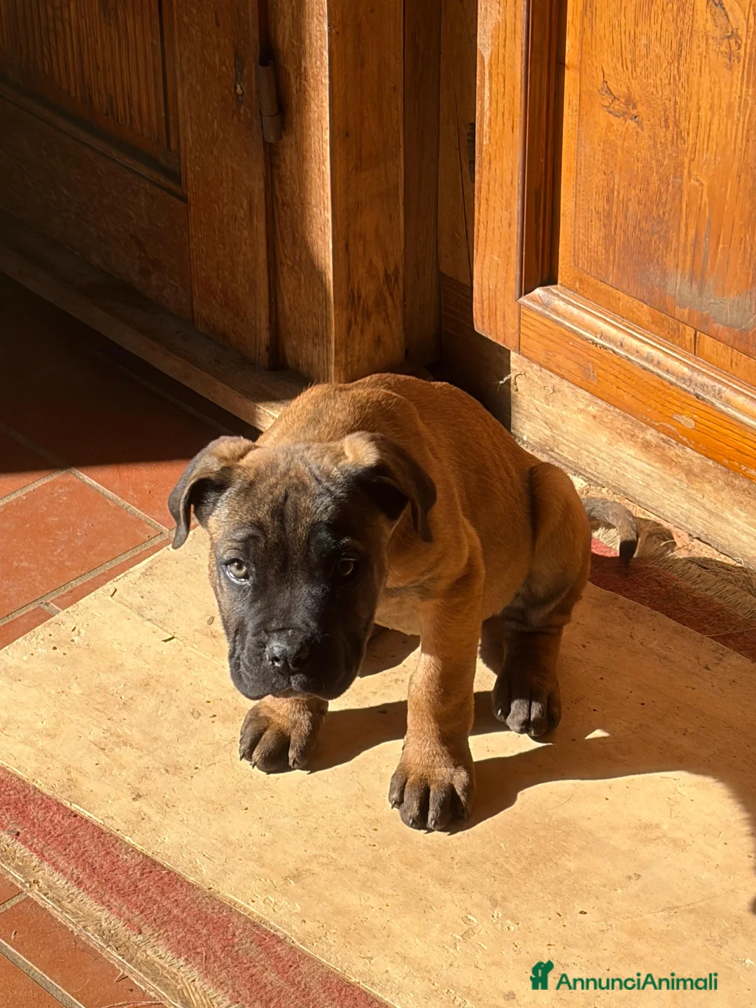 Cane Corso cani in vendita: Cuccioli di Cane Corso - Annuncio 5