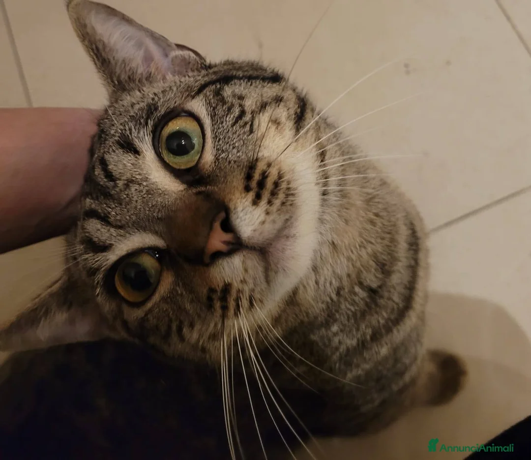 Meticcio gatti in regalo: Saisey micio coccolone - Annuncio 7