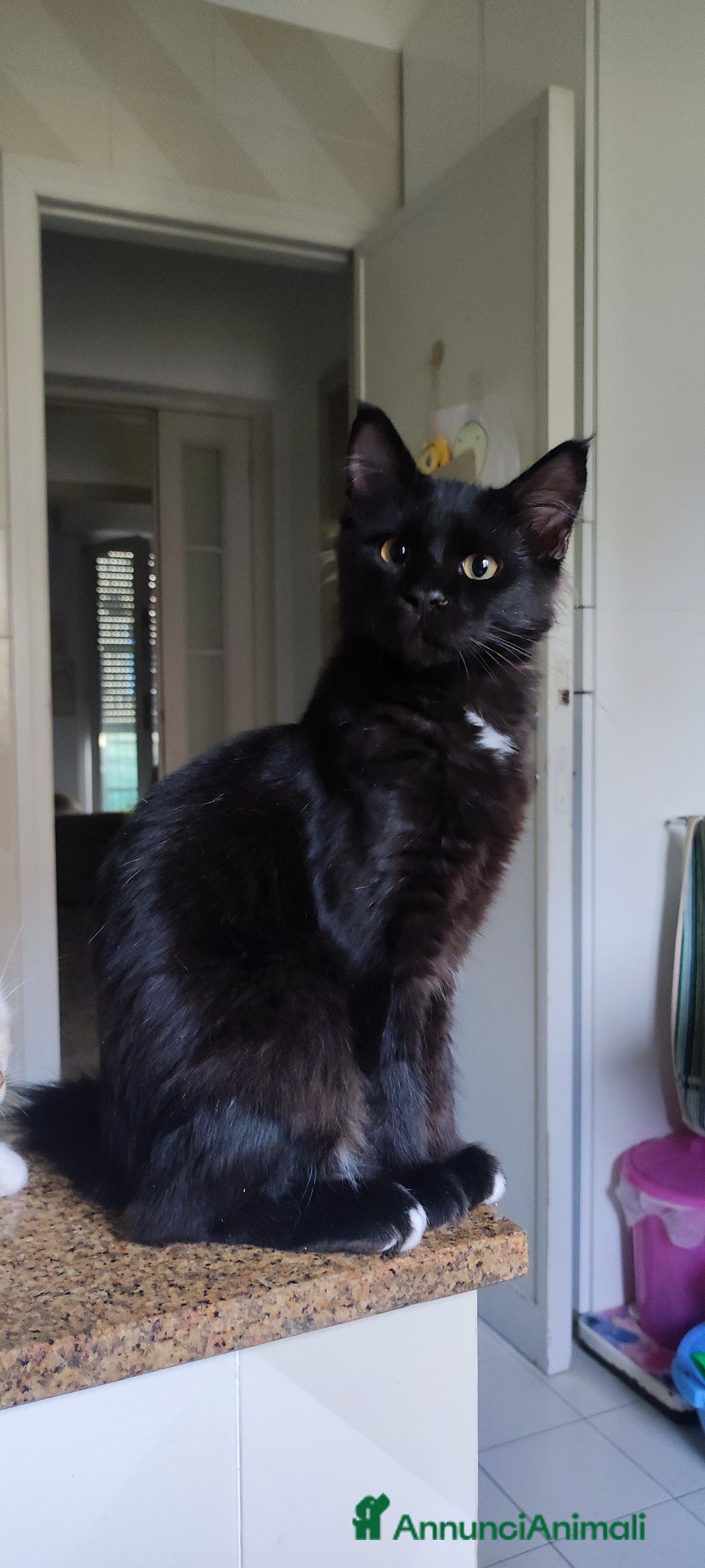 Norvegese gatti in vendita: Norvegese nero e calico - Annuncio 4