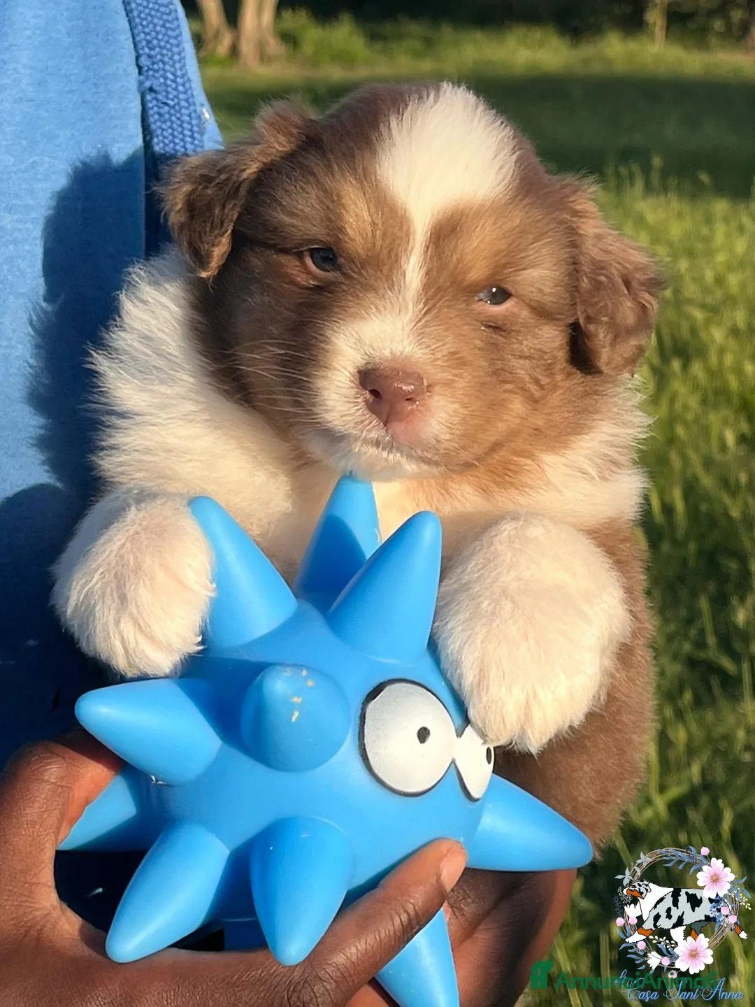 Australian Shepherd cani in vendita: Cuccioli Australian Shepherd - Annuncio 1