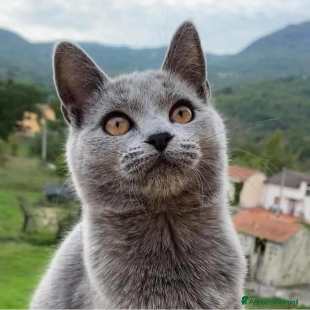 Immagine della galleria {{count}}