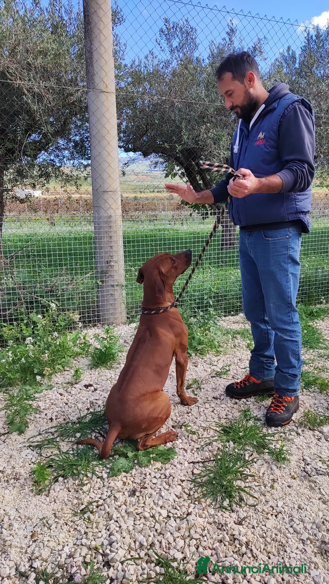 Altre razze cani in regalo: ronnie  - Annuncio 3