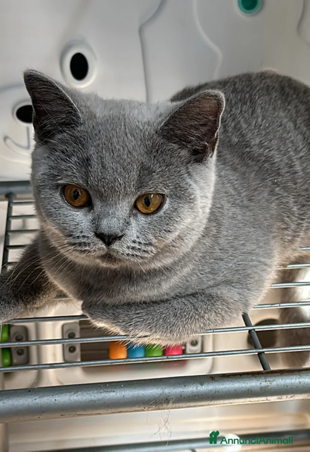 Immagine della galleria {{count}}