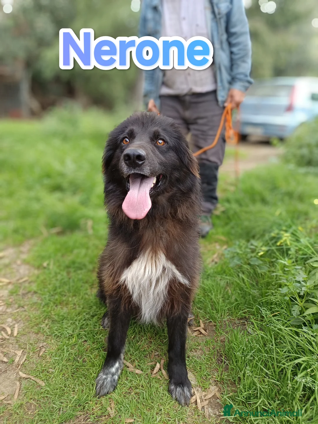 Pastore Belga cani in regalo: Nerone cagnolone Belga Mannara cerca famiglia a Città Metropolitana di Firenze - Annuncio 1