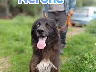 Pastore Belga cani Nerone cagnolone Belga Mannara cerca famiglia - Annuncio 1