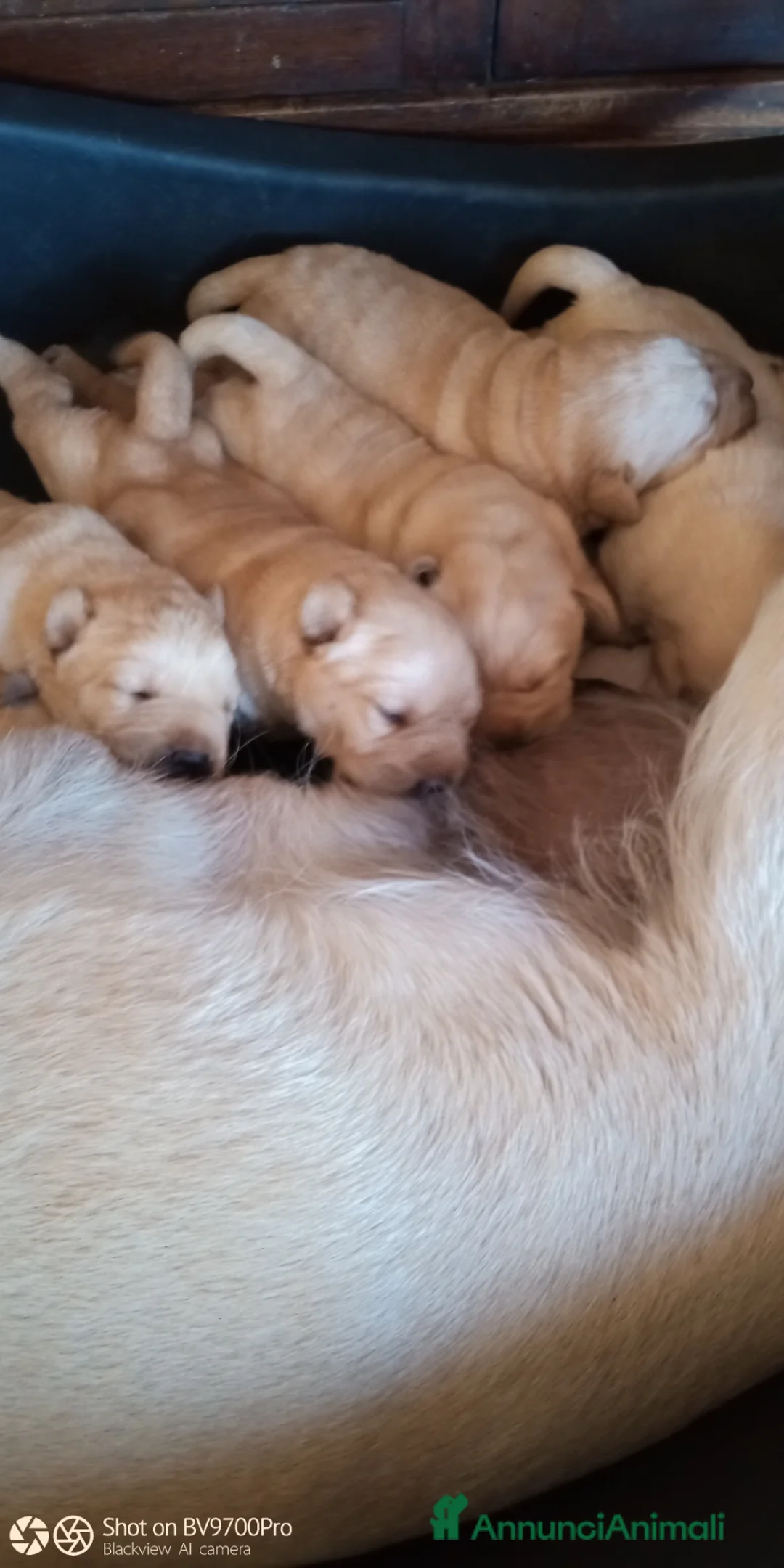 Labrador cani in vendita: Labrador retriever  - Annuncio 1