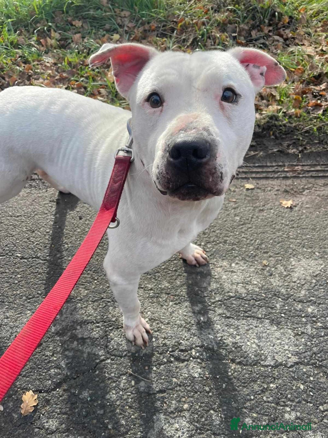 Pitbull cani in regalo: CIRO, PITBULL tanto dolce ma SOLO. - Annuncio 10