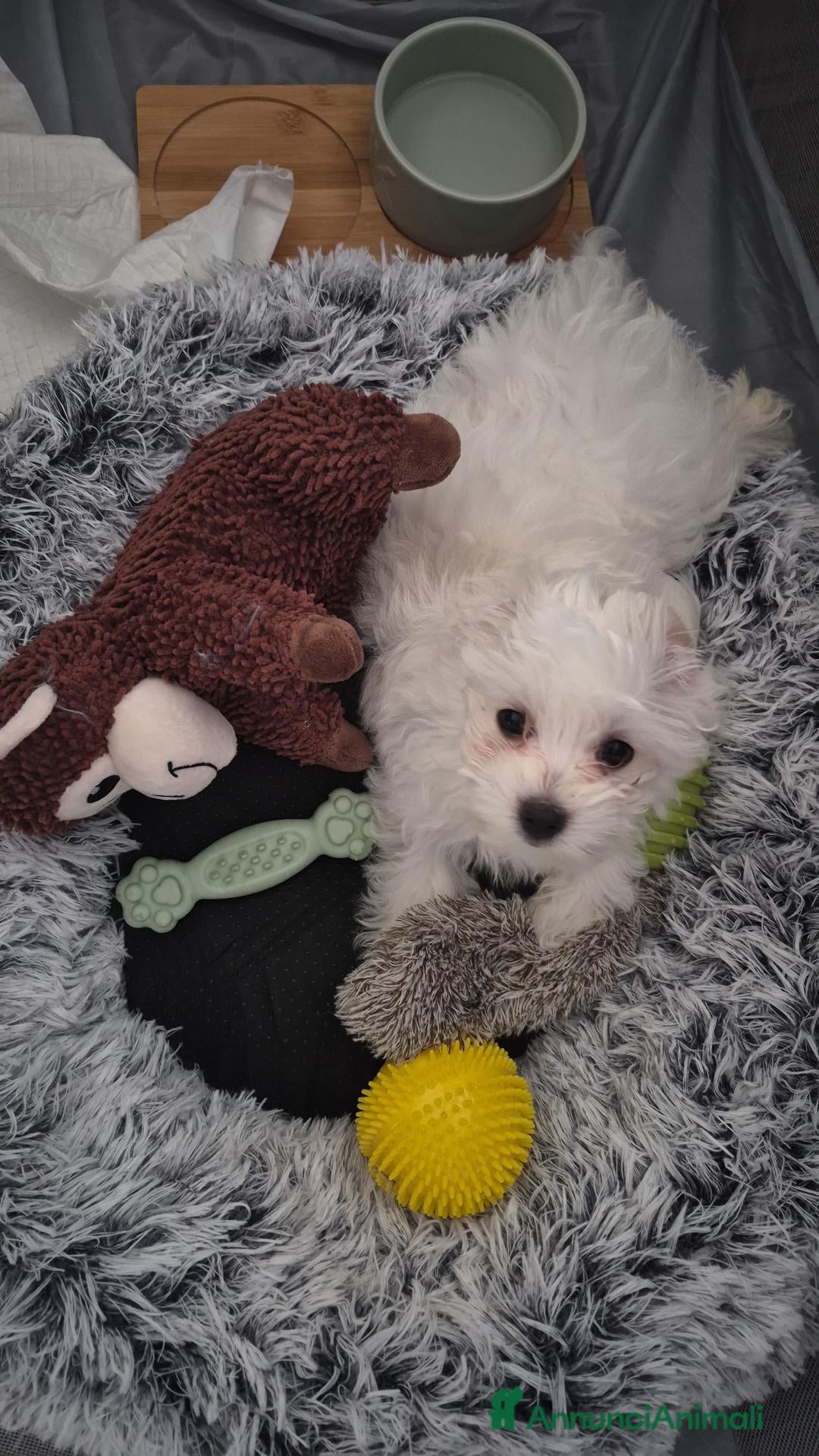 Maltese cani Vendita maltese con corredo - Annuncio 11