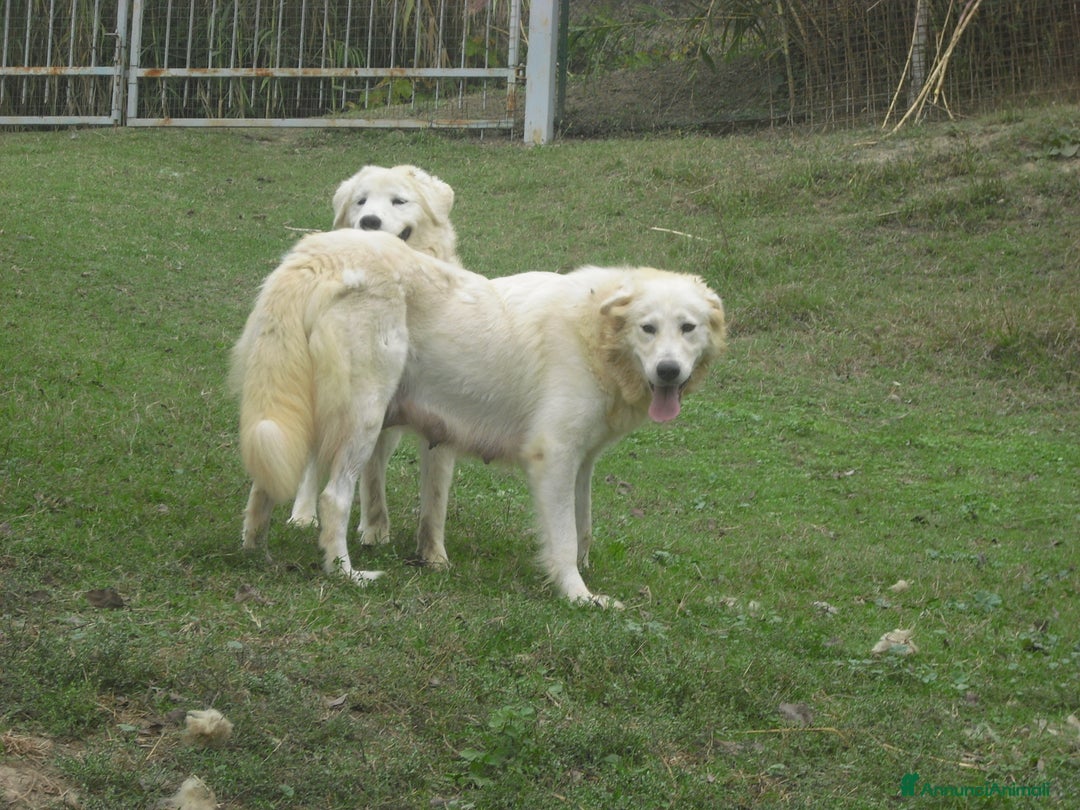 Pastore Maremmano cani in vendita: cuccioli di pastore maremmano abruzzese  - Annuncio 17