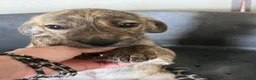 Meticcio cani in regalo: Cucciola 2 mesi a Provincia di Arezzo - Annuncio 5