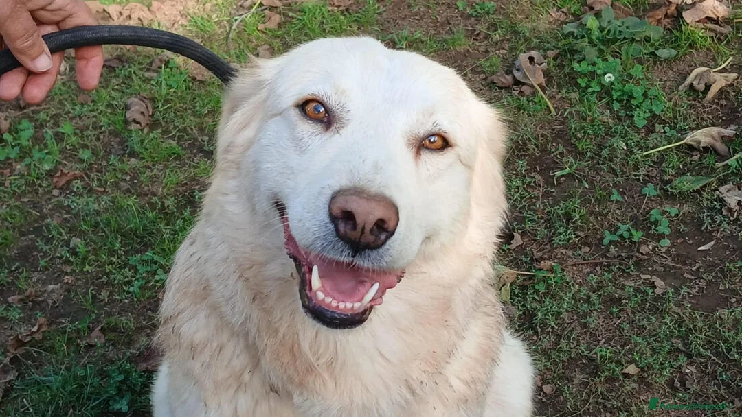 Meticcio cani in regalo: EVA INC GOLDEN CERCA LA SUA CASA PER LA VITA - Annuncio 1
