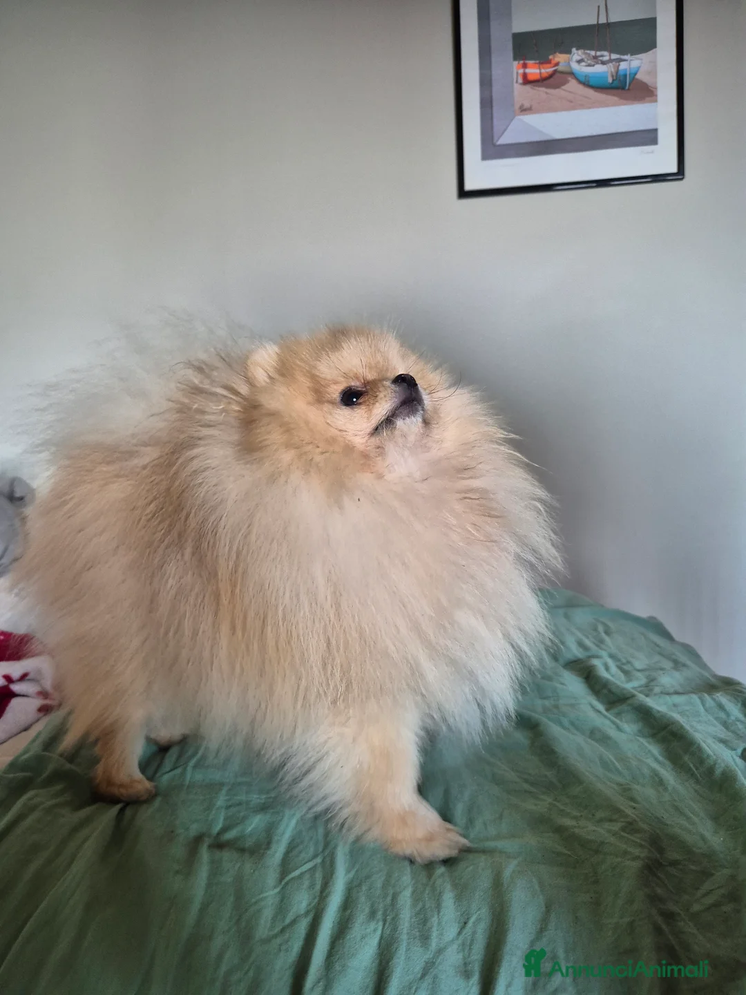 Spitz cani per accoppiamento: Spitz pomerania maschio per monta  - Annuncio 3